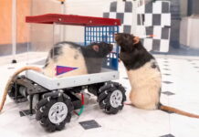 Rats will choose to take a longer route if it means they get to enjoy the ride to their destination. Kelly Lambert, CC BY-ND