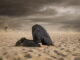 A nation exhausted: The neuroscience of why Americans are tuning out politics Many Americans are choosing not to engage with politics, instead sticking their heads in the sand to protect their mental health. iStock/Getty Images Plus