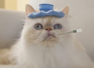 From furry friends to fish, turning up the heat helps animals fight germs − how Mother Nature’s cure offers humans a lesson on fever Sick animals often move to warmer places to raise their body temperature. GK Hart/Vikki Hart/Stone via Getty Images