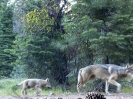 What counts as success in species recovery? U.S. Forest Service via AP