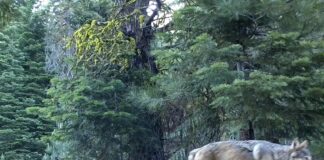 What counts as success in species recovery? U.S. Forest Service via AP