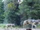 What counts as success in species recovery? U.S. Forest Service via AP