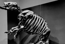Harlan’s ground sloth fossil skeleton excavated and displayed at the La Brea Tar Pits in Los Angeles. Larisa DeSantis