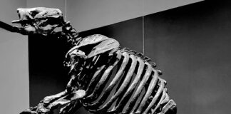 Harlan’s ground sloth fossil skeleton excavated and displayed at the La Brea Tar Pits in Los Angeles. Larisa DeSantis