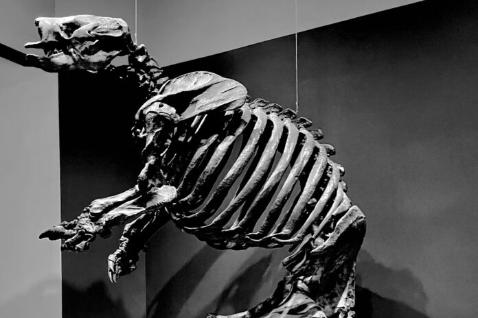 Harlan’s ground sloth fossil skeleton excavated and displayed at the La Brea Tar Pits in Los Angeles. Larisa DeSantis Harlan’s ground sloth fossil skeleton excavated and displayed at the La Brea Tar Pits in Los Angeles. Larisa DeSantis