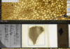 This screenshot juxtaposes a fossil of stem from the plant Archaeopitys eastmanii (bottom) and a close-up of its vascular system (top). The specimen was found in Kentucky and is over 350 million years old. Ingrid C. Romero, CC BY-SA