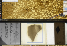 This screenshot juxtaposes a fossil of stem from the plant Archaeopitys eastmanii (bottom) and a close-up of its vascular system (top). The specimen was found in Kentucky and is over 350 million years old. Ingrid C. Romero, CC BY-SA