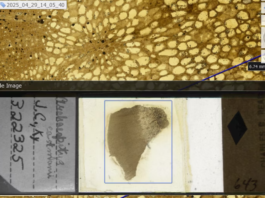 This screenshot juxtaposes a fossil of stem from the plant Archaeopitys eastmanii (bottom) and a close-up of its vascular system (top). The specimen was found in Kentucky and is over 350 million years old. Ingrid C. Romero, CC BY-SA