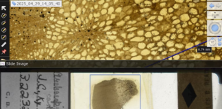 This screenshot juxtaposes a fossil of stem from the plant Archaeopitys eastmanii (bottom) and a close-up of its vascular system (top). The specimen was found in Kentucky and is over 350 million years old. Ingrid C. Romero, CC BY-SA