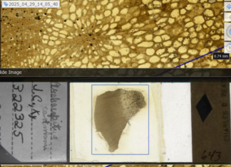 This screenshot juxtaposes a fossil of stem from the plant Archaeopitys eastmanii (bottom) and a close-up of its vascular system (top). The specimen was found in Kentucky and is over 350 million years old. Ingrid C. Romero, CC BY-SA