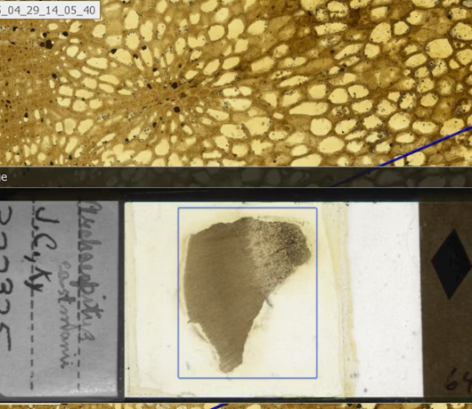 This screenshot juxtaposes a fossil of stem from the plant Archaeopitys eastmanii (bottom) and a close-up of its vascular system (top). The specimen was found in Kentucky and is over 350 million years old. Ingrid C. Romero, CC BY-SA