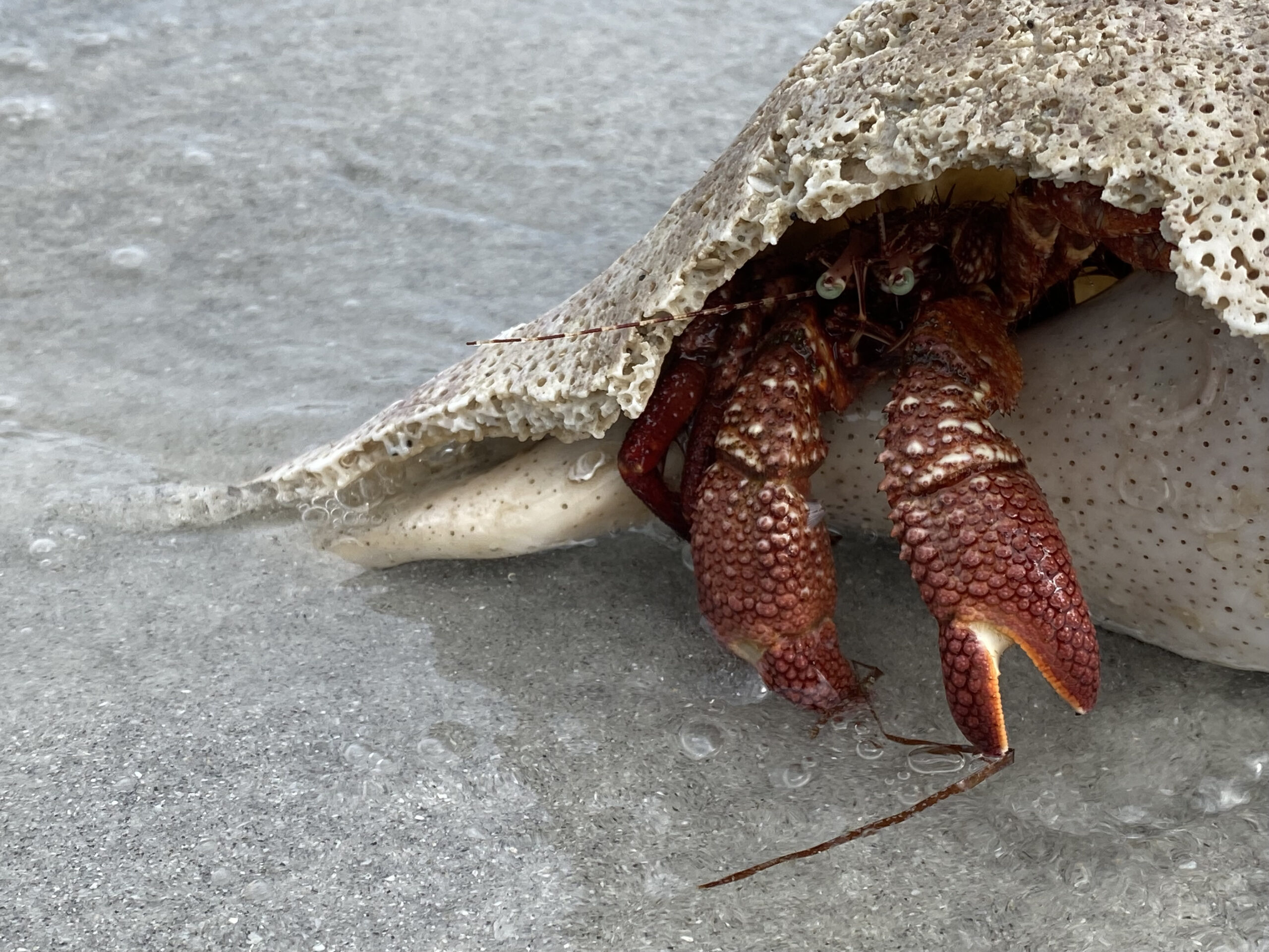 A Giant Hermit Crab (Petrochirus diogenes) near Stump Pass Marina