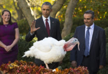 What is behind the turkey pardoning ritual?